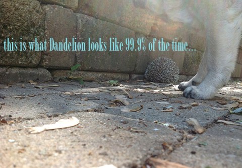 a day in my life: torturing the pets