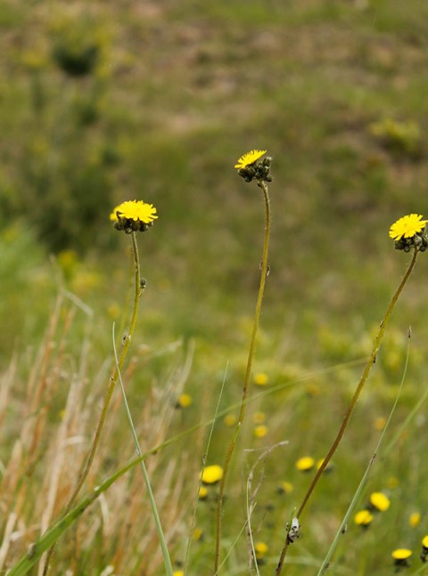 061013yellowbeachflowers