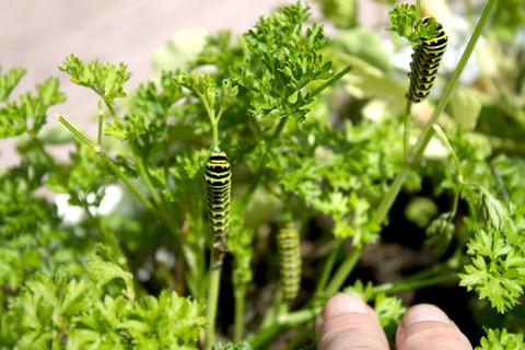 082213caterpillars