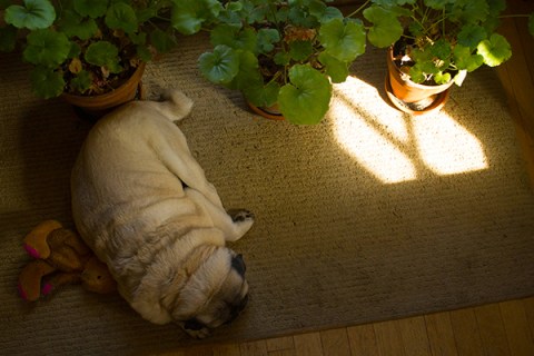 092613finnybunnyhardlight